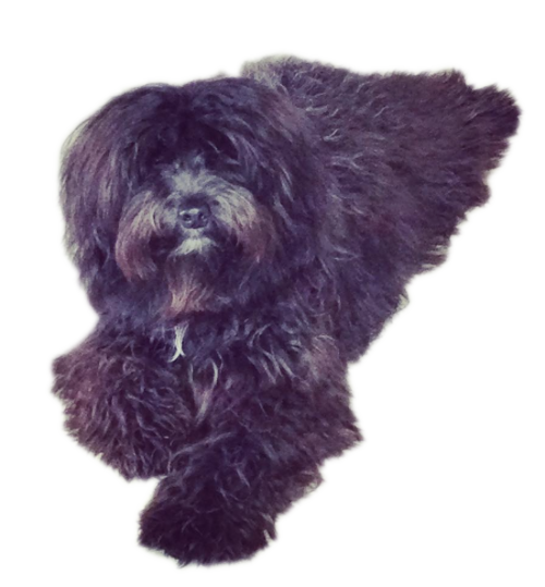 Pet Pack messages sticker-6