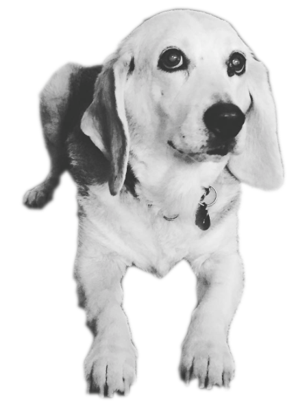 Pet Pack messages sticker-3