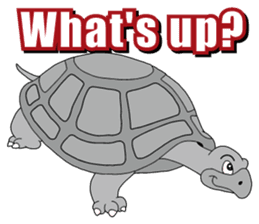Grey Turtle messages sticker-2