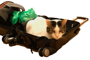 Your Cat Snowball messages sticker-4