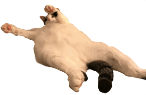 Your Cat Snowball messages sticker-0