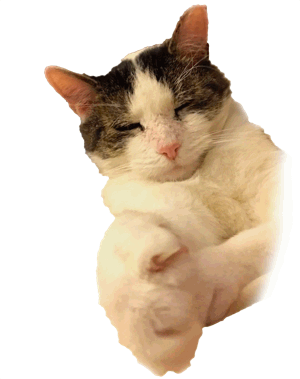 Your Cat Snowball messages sticker-3