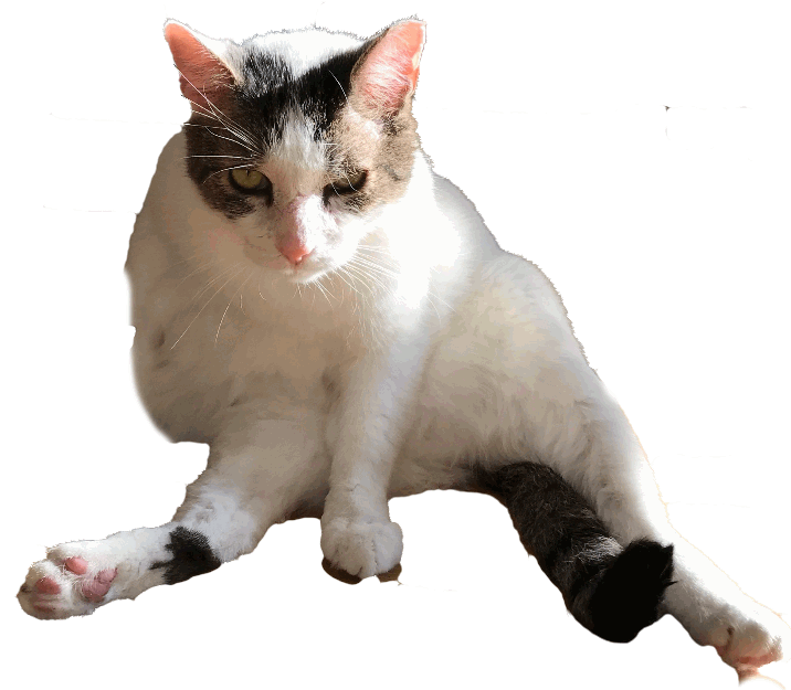 Your Cat Snowball messages sticker-1