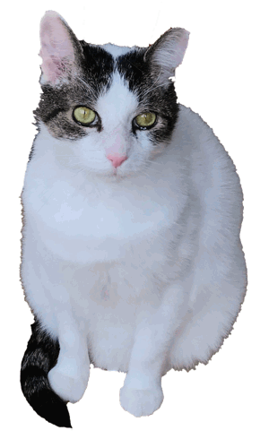 Your Cat Snowball messages sticker-2