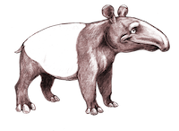 Tapirs Stickers messages sticker-0