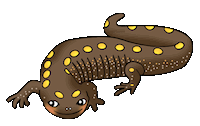 LizardMoji - Lizard Emoji And Stickers Pack messages sticker-4