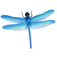 Dragonfly Stickers messages sticker-4