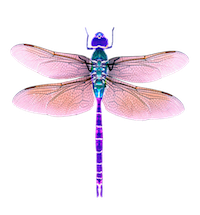 Dragonfly Stickers messages sticker-5