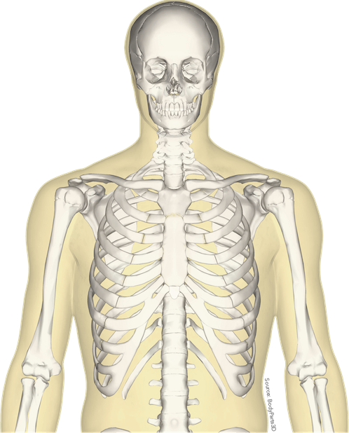 Anatomy Stickers messages sticker-3