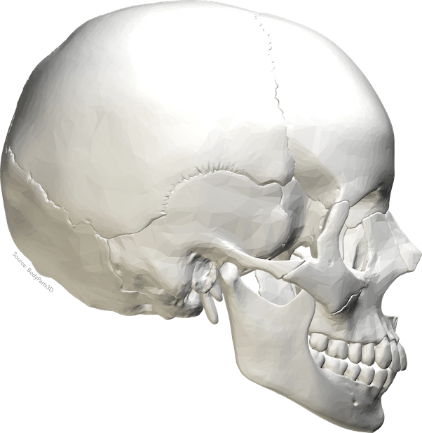 Anatomy Stickers messages sticker-0