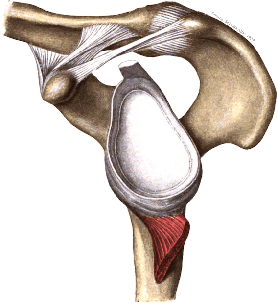 Anatomy Stickers messages sticker-9
