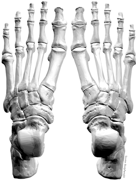 Anatomy Stickers messages sticker-6