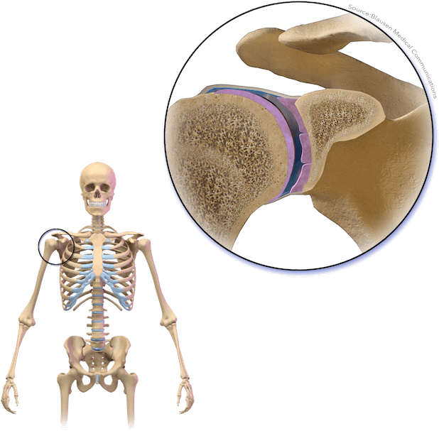 Anatomy Stickers messages sticker-8