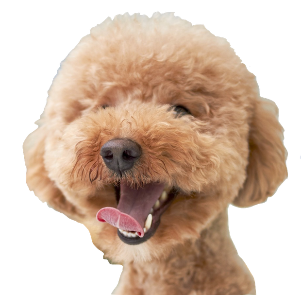 Dogs evolution messages sticker-1