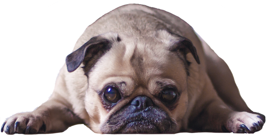 Dogs evolution messages sticker-7