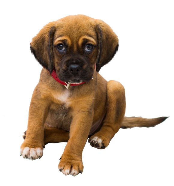 Dogs evolution messages sticker-8