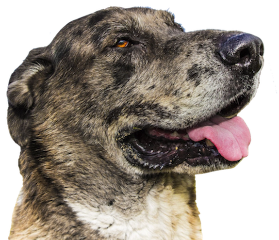 Dogs evolution messages sticker-5