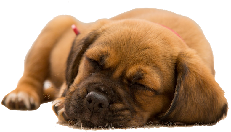 Dogs evolution messages sticker-9