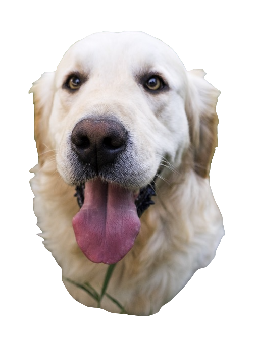 Dogs evolution messages sticker-3