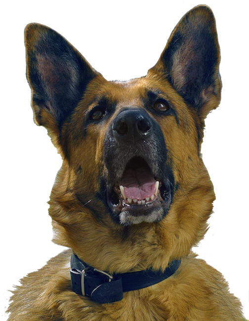 Dogs evolution messages sticker-6