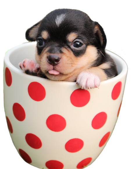 Dogs evolution messages sticker-0