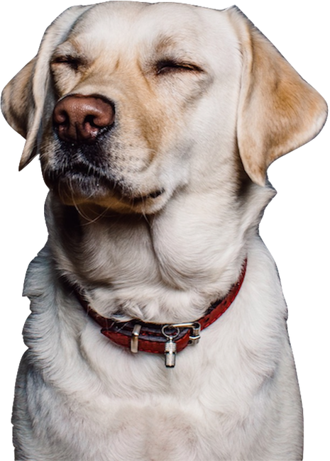 Dogs evolution messages sticker-2