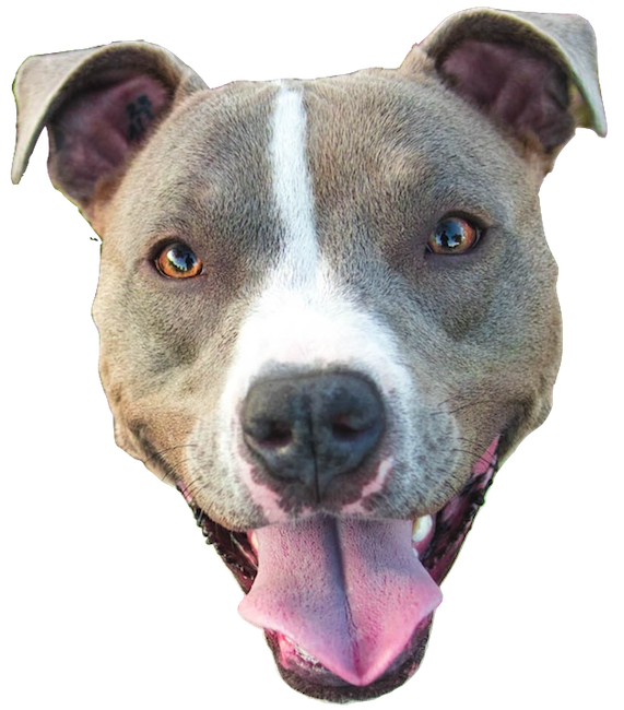 Dogs evolution messages sticker-4