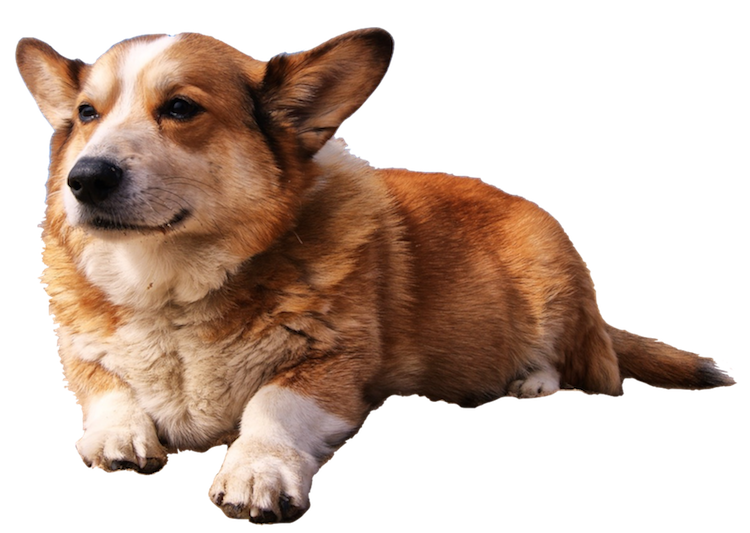 Dogs evolution messages sticker-10