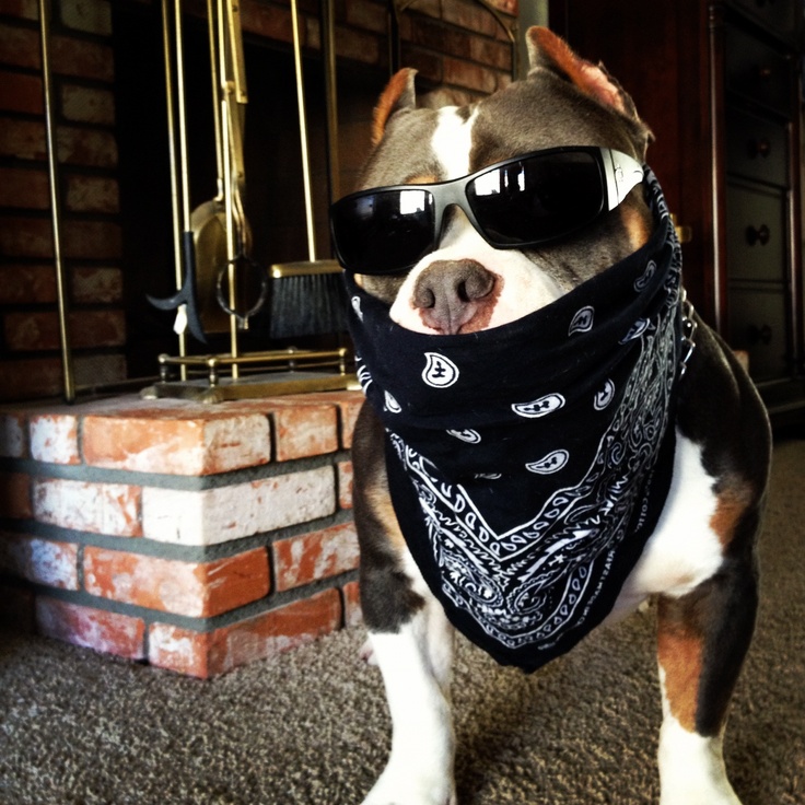 Thug Life & Pug Life Stickers messages sticker-8