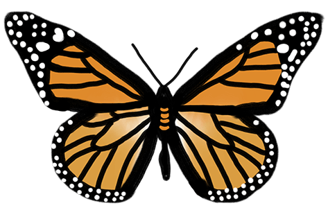 Colorful Butterflies messages sticker-8