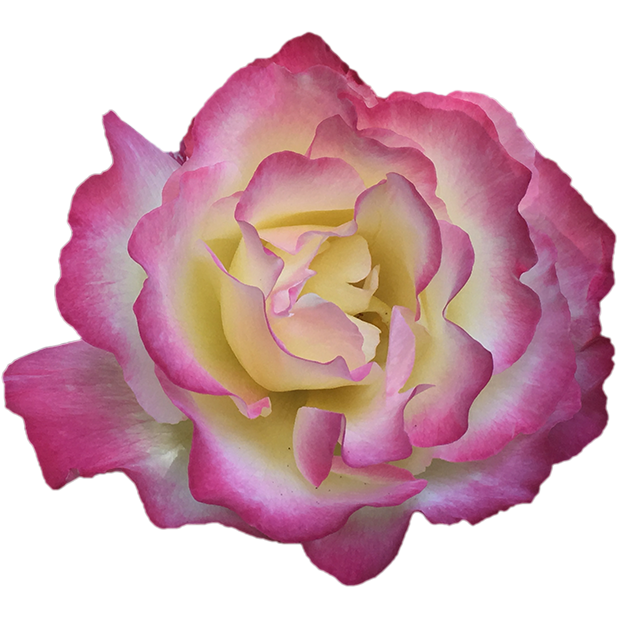 Hummingbird Flowers messages sticker-0
