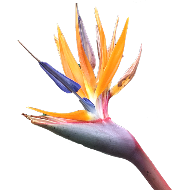 Hummingbird Flowers messages sticker-6