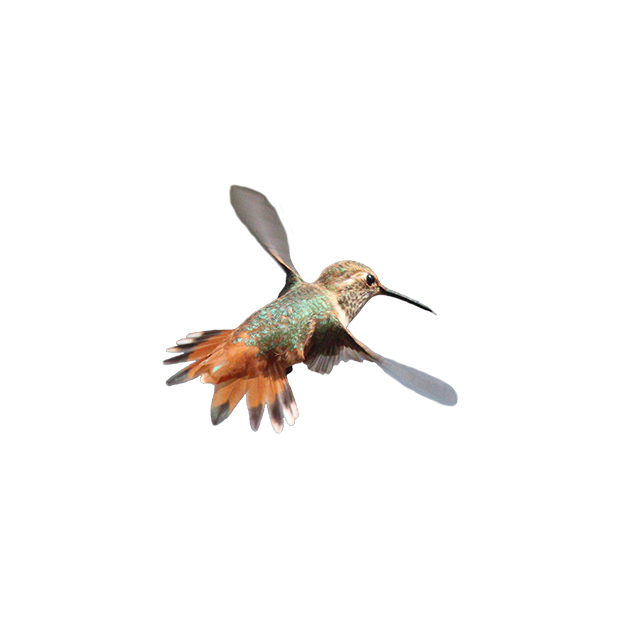 Hummingbird Flowers messages sticker-10