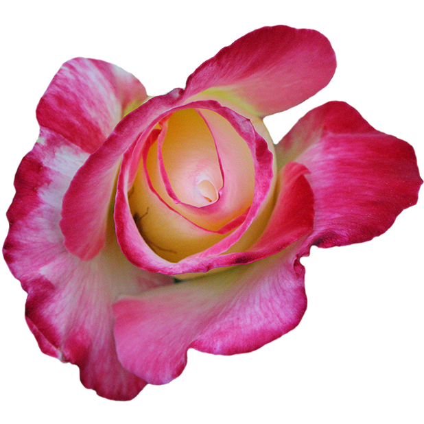 Hummingbird Flowers messages sticker-3