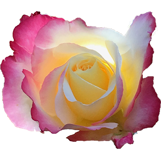 Hummingbird Flowers messages sticker-4