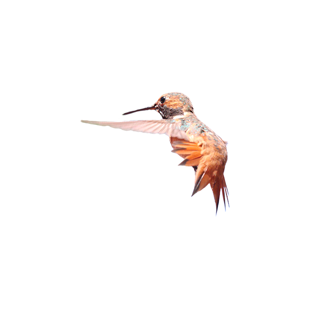 Hummingbird Flowers messages sticker-11