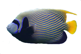 Saltwater Fish Stickers messages sticker-3