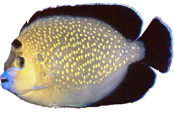 Saltwater Fish Stickers messages sticker-5