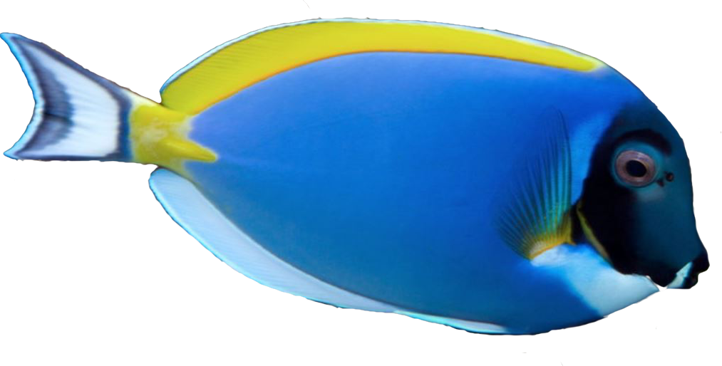 Saltwater Fish Stickers messages sticker-6