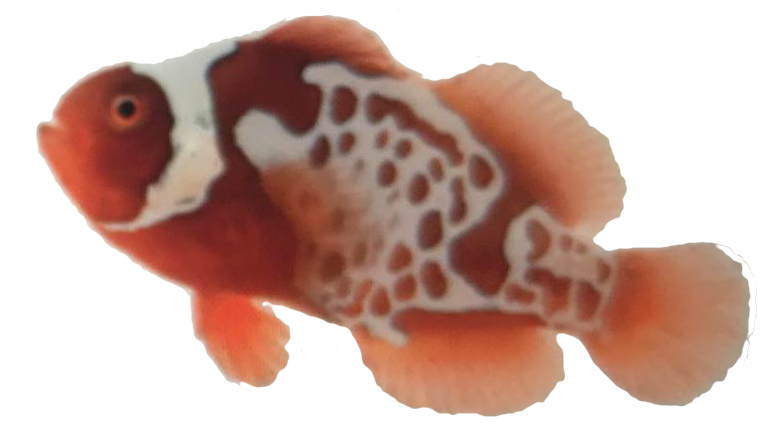 Saltwater Fish Stickers messages sticker-1