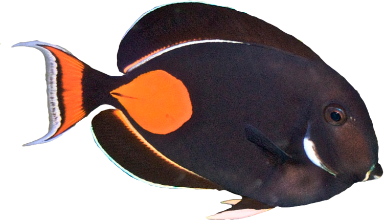Saltwater Fish Stickers messages sticker-8