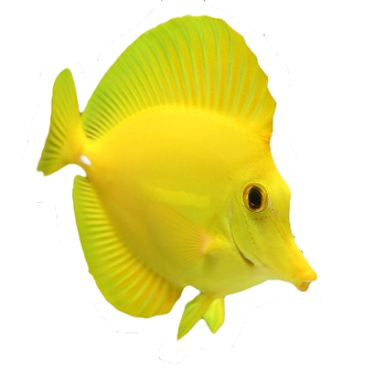 Saltwater Fish Stickers messages sticker-7