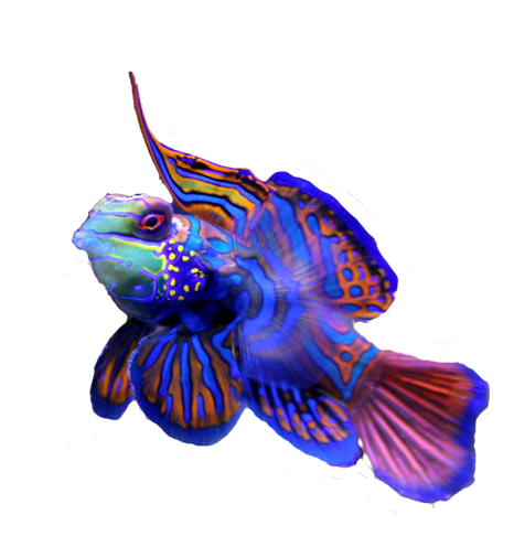 Saltwater Fish Stickers messages sticker-2