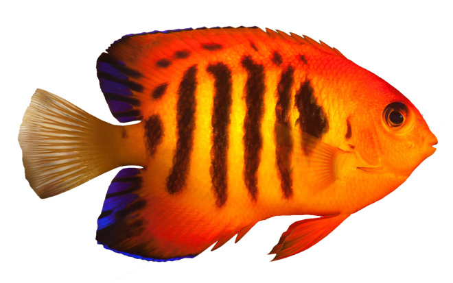 Saltwater Fish Stickers messages sticker-4