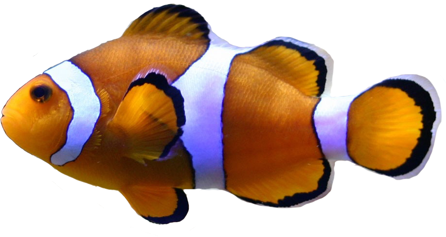 Saltwater Fish Stickers messages sticker-0
