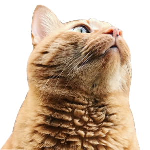 Pekoe and Kael messages sticker-6