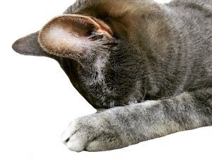 Pekoe and Kael messages sticker-11