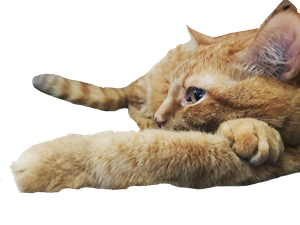 Pekoe and Kael messages sticker-10