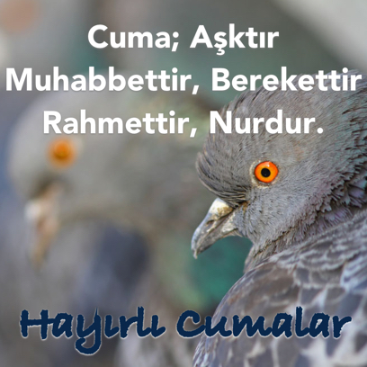 Cuma Mesajları - Kart Oluştur messages sticker-7