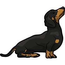 DachsMoji - Dachshund Emoji & Sticker messages sticker-2